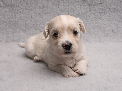 Bichon Havanais hvalpe fra Kennel Miki Nanoq